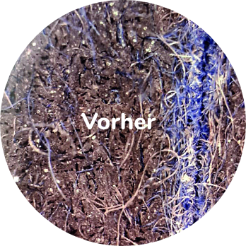 Naheaufnahme von schmutzigem, dunklem Haar mit blauen Fasern, Text Vorher in der Mitte.